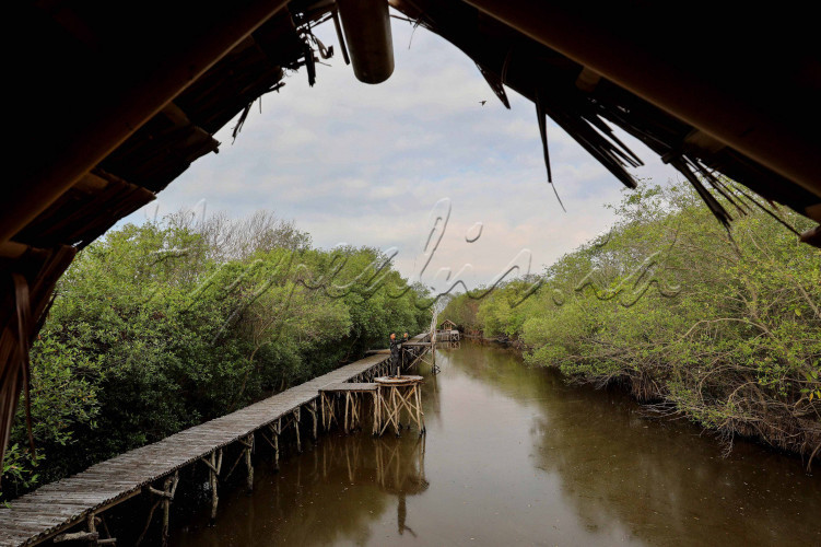 MANGROVE MULYO ASRI