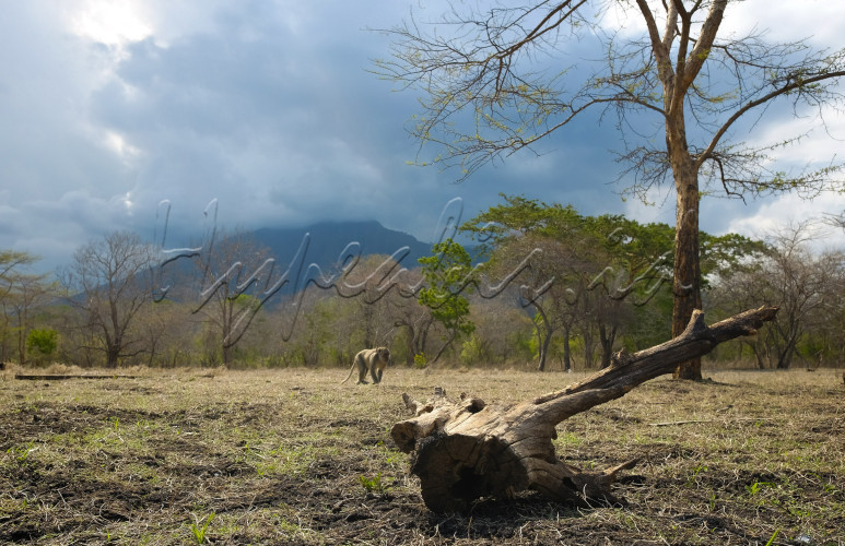 TAMAN NASIONAL BALURAN